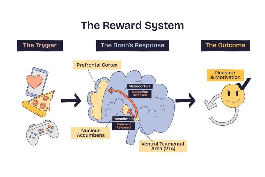Dopamine ảnh hưởng đến hành vi của trẻ